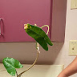 Meet your Posher, Dean